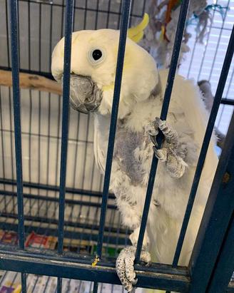 adopt a bird uk adopt a bird uk