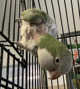 adopt a bird uk adopt a bird uk